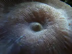Actinodiscus sp.