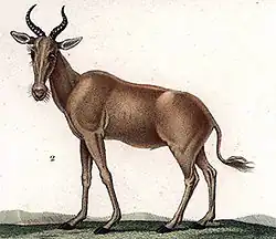 Alcelaphus buselaphus