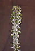 Alluaudia procera