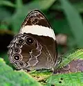 At Cameron Highlands, Malaysia
