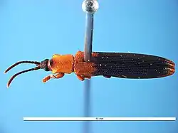 Brontispa longissima
