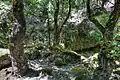 Forest at Petaloudes valley