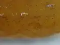 Close-up on a telial horn: It is full of teliospores (visible as tiny orange spots)
