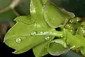 Cissus quadrangularis, young growth showing several pearl bodies.