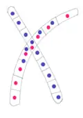 Image 46Typical mating fusion of two compatible monokaryons in Basidiomycota (from Mating in fungi)
