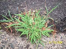 Digitaria sanguinalis