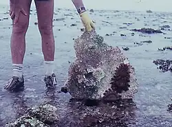 Juveniles concealed under coral rubble