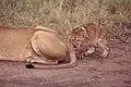 Lion (Panthera leo)