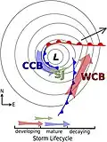 Diagram of fronts and airstreams associated with an extratropical cyclone in the Northern Hemisphere as viewed from above