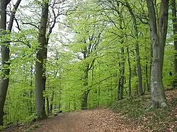 Fagus sylvatica