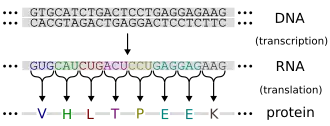 Central dogma depicting transcription from DNA code to RNA code to the proteins in the second step covering the production of protein.