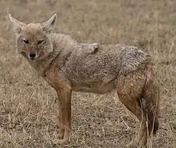 Gray and brown canine in grass