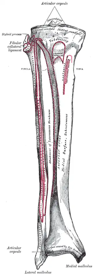Bones of the right leg, anterior surface.