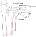 Sympathetic connections of the sphenopalatine and superior cervical ganglia.