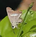 Egg laying
