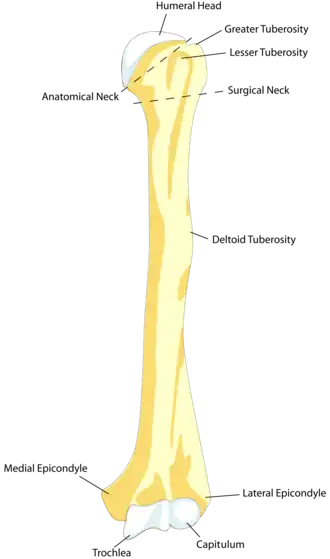 Left humerus. Anterior view.
