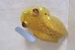 Male reed frog