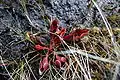 Flower: purple pitcher plant