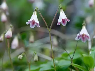 The twinflower genus Linnaea[n 3]