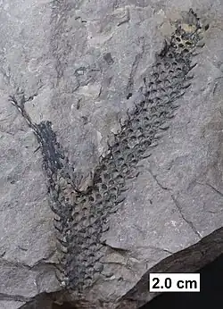 Archaeosigillaria or related lycopod