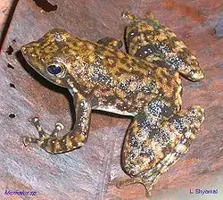 Black torrent frog Micrixalus saxicola Ranidae India