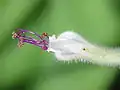 Emerging flower