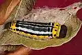 Larva