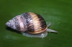 Partula suturalis