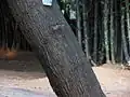 Stem
