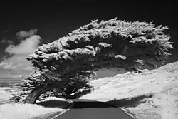 Bending Cypress: infrared shot by Sigma SD10 with B+W 093 filter, ISO 100, f/8, 1/160&nbsp;s