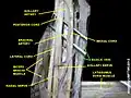 Basilic vein