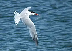 Bolsa Chica Ecological Reserve, California