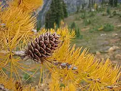 Subalpine larch male fall foliage and cone (strobilus)