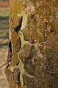 Bark