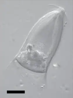 Trichonympha campanula, a mutualist partner of termites