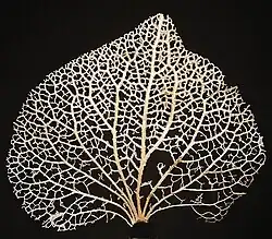Image 9The branching pattern of megaphyll veins may indicate their origin as webbed, dichotomising branches. (from Evolutionary history of plants)