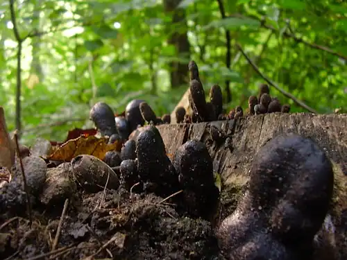 Xylaria polymorpha